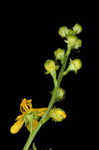 Beaked agrimony